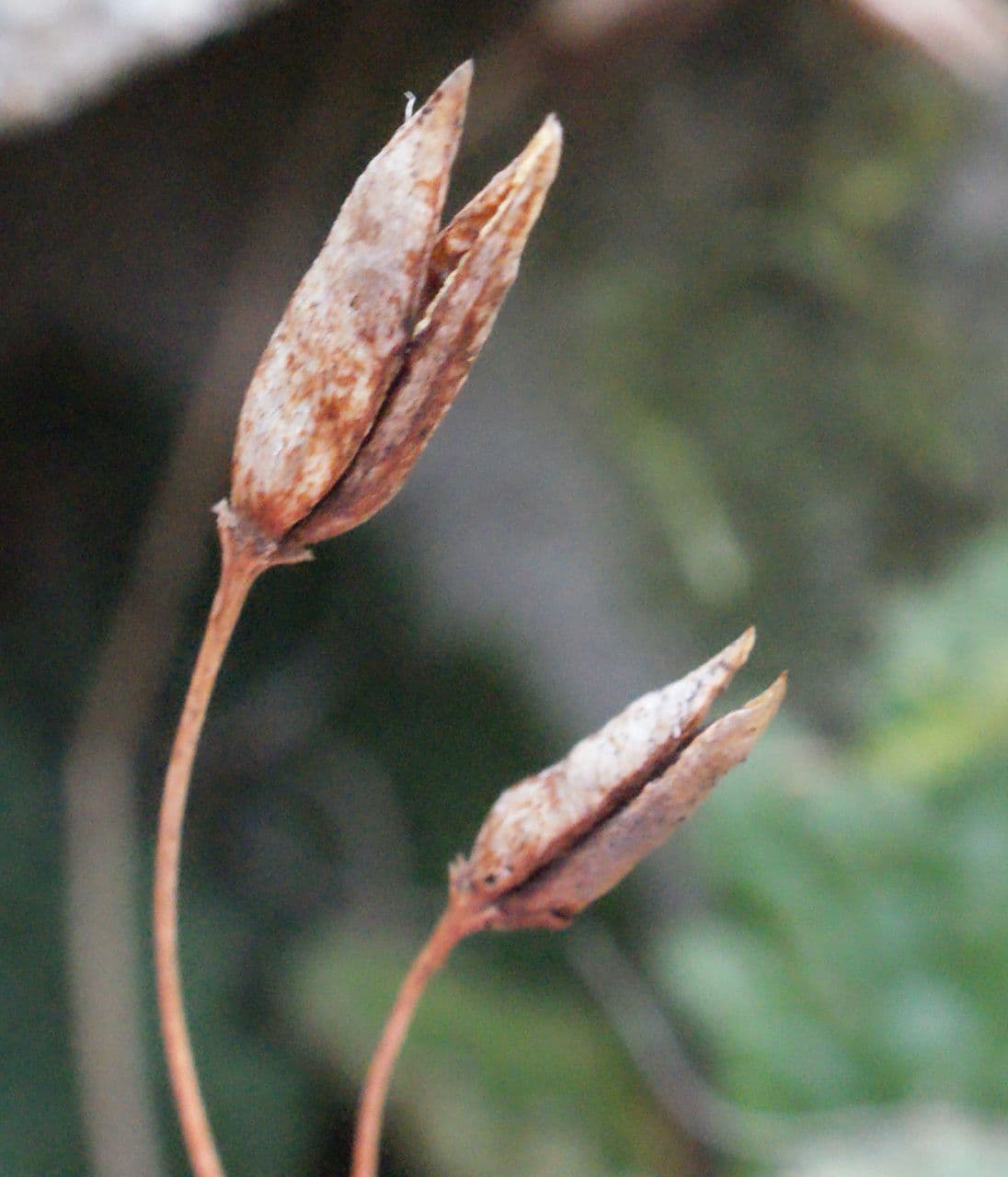 Ramonda Mycona 4
