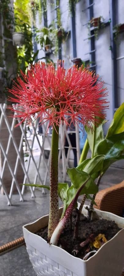 Scadoxus 29