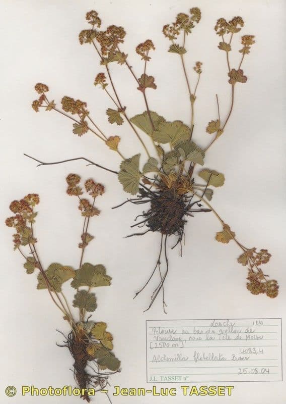 Alchemilla 5