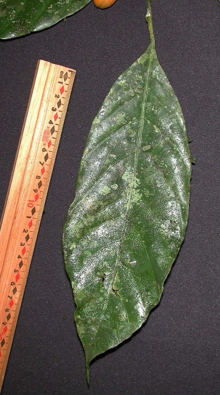 Compsoneura 20