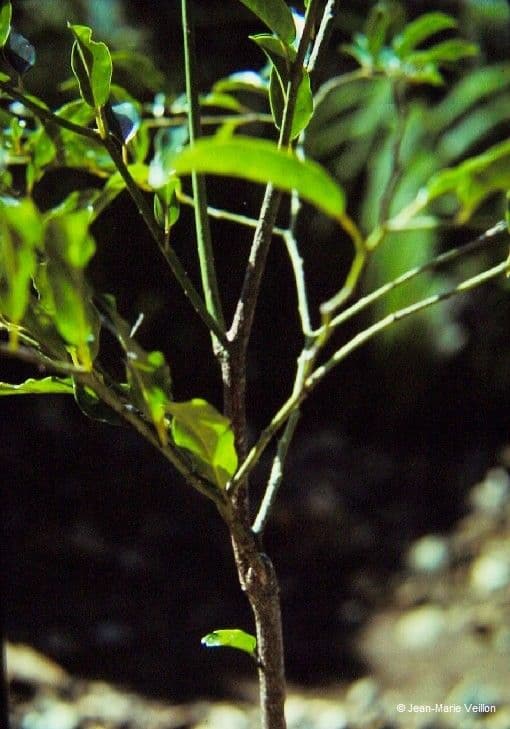 Citronella 10