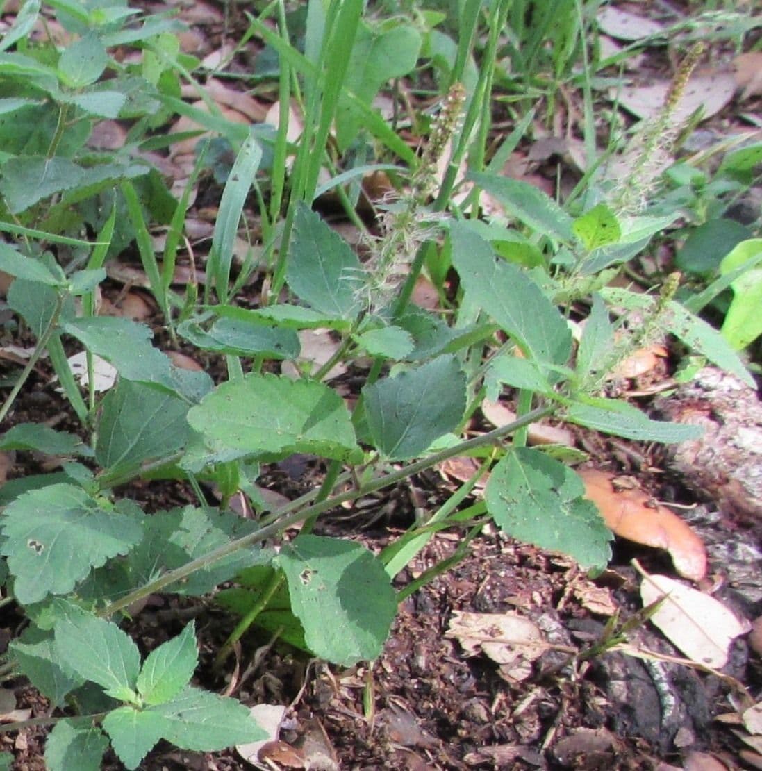 Acalypha phleoides 5