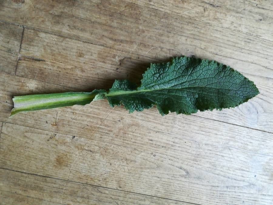 Salvia dei boschi 11