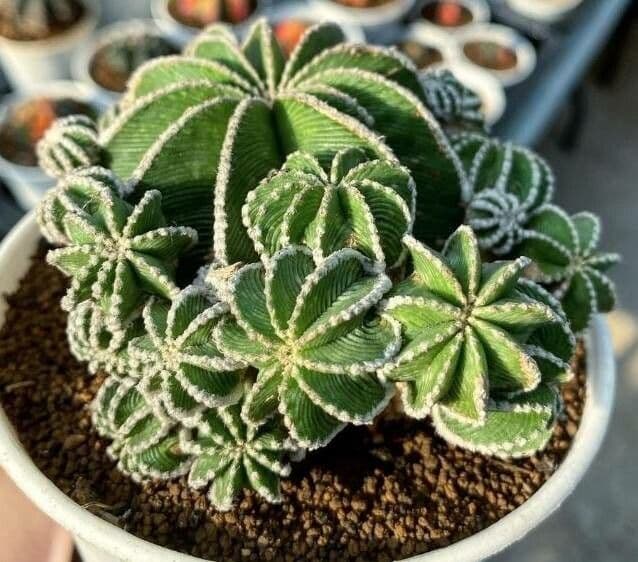 HIntons Aztekium 3