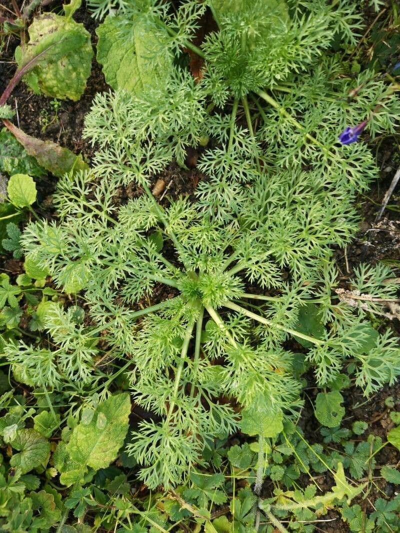 Adonis annuale 20