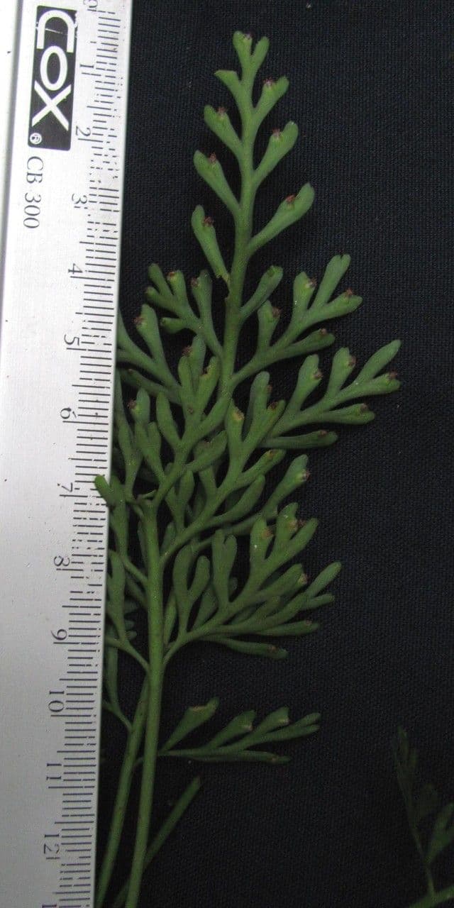 Asplenium 3