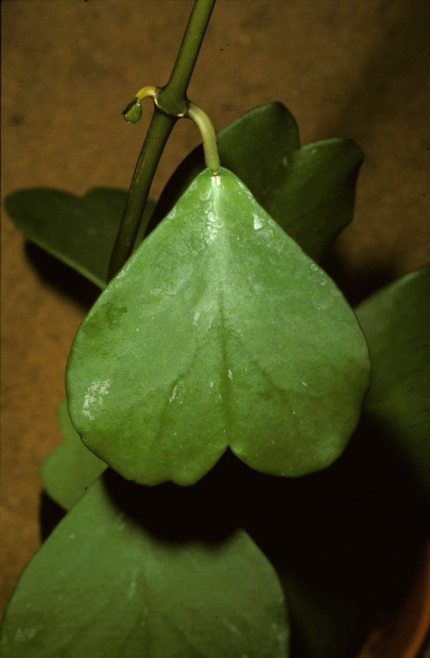 Hoya