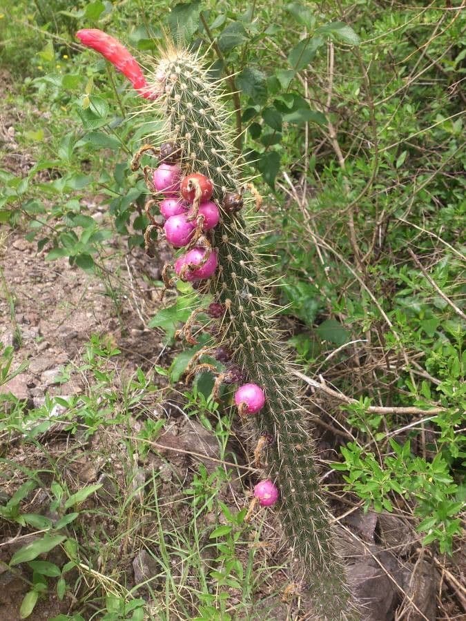 Cactus di Baumann