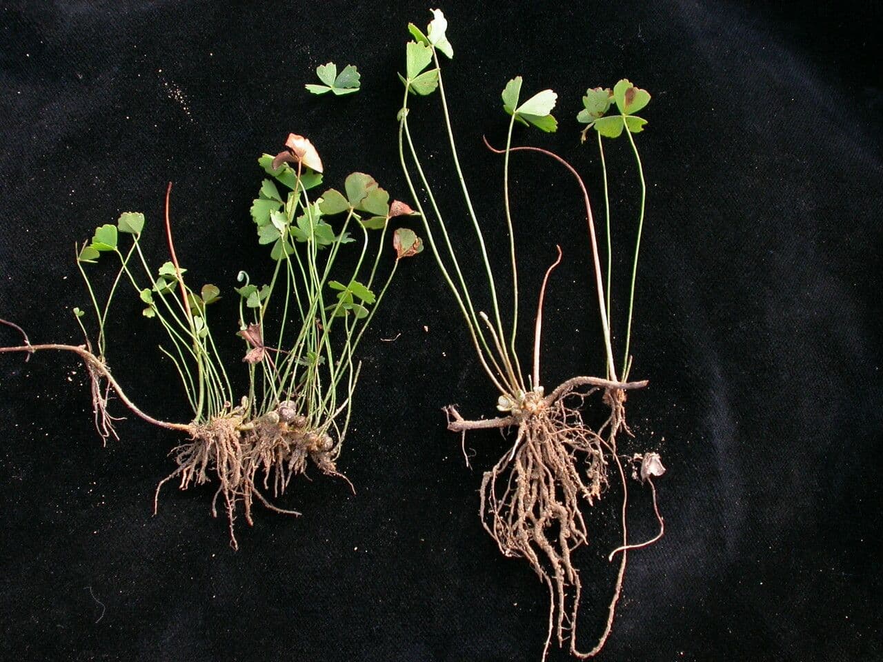 Marsilea minuta 9