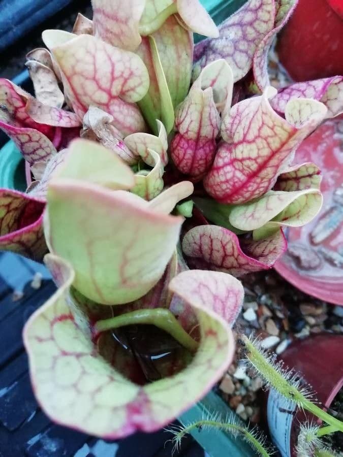 Rote Schlauchpflanze 19