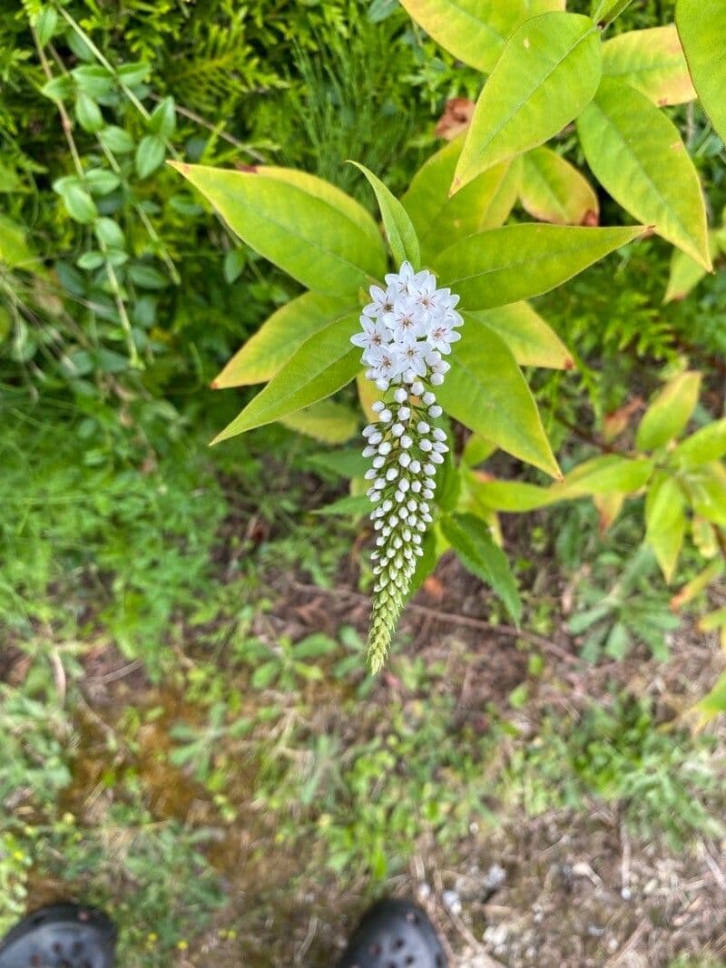 Lysimachia barystachys