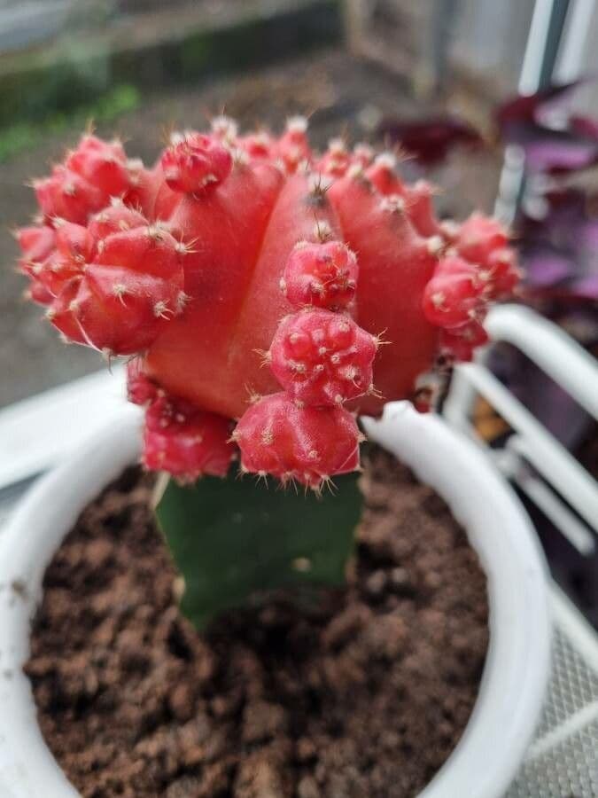 Cactus lunare 3
