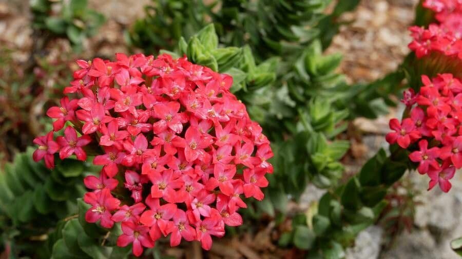 Crassula scarlatta