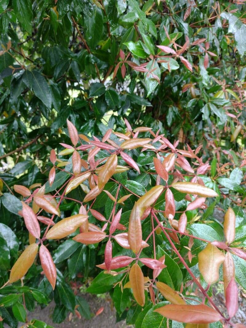 Syncarpia glomulifera 7