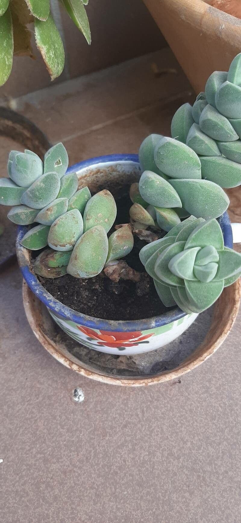 Crassula 2