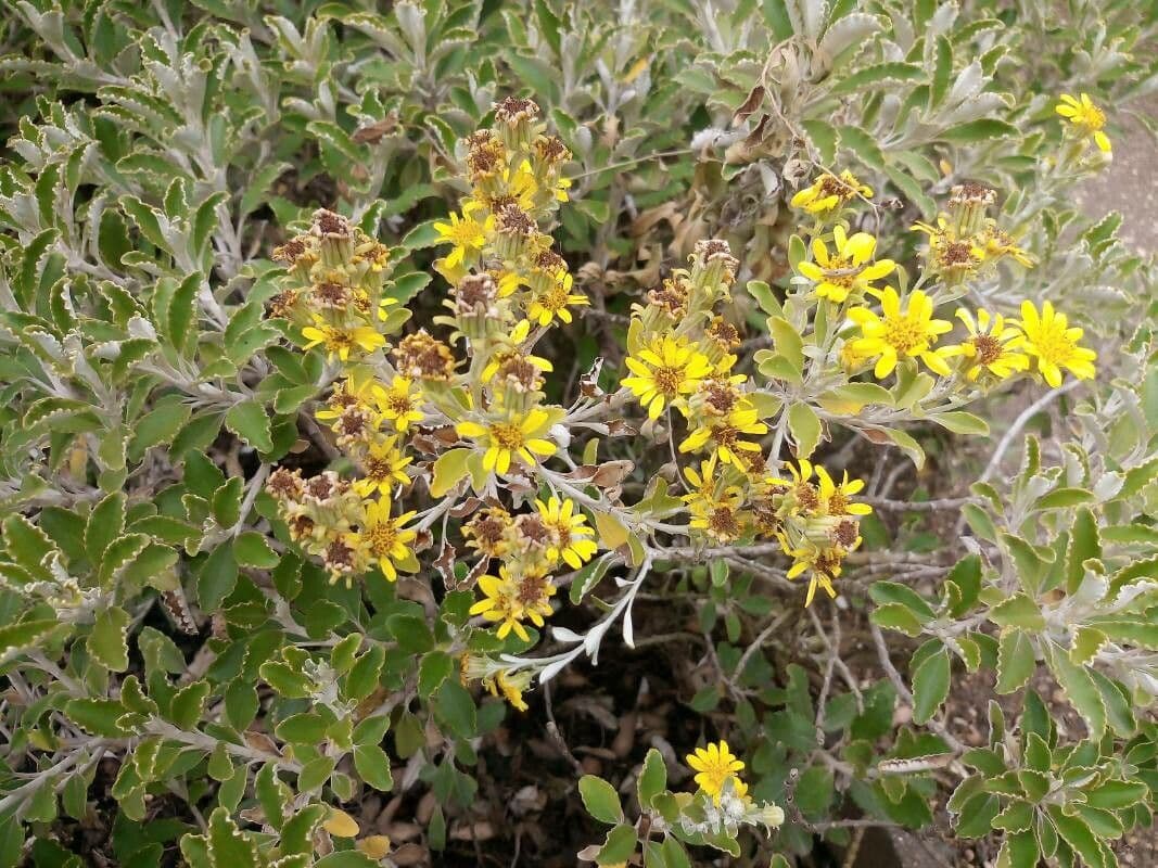 Brachyglottis