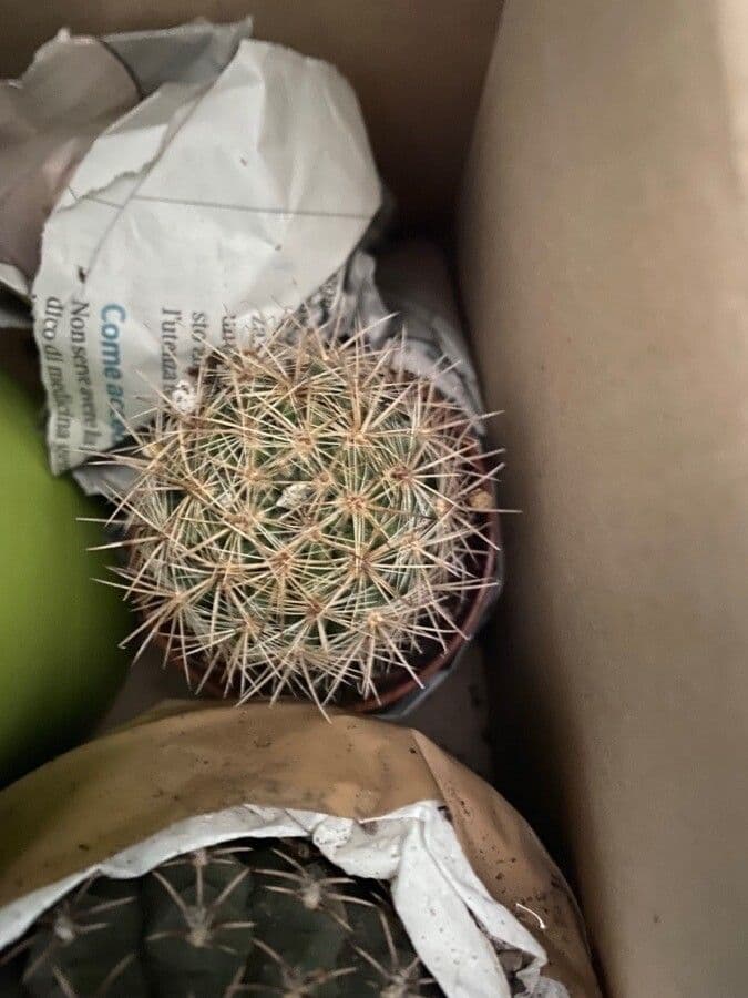 Cactus 7