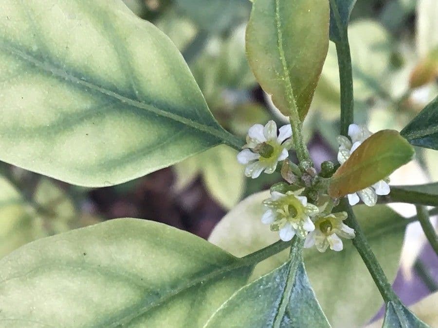 Clutia