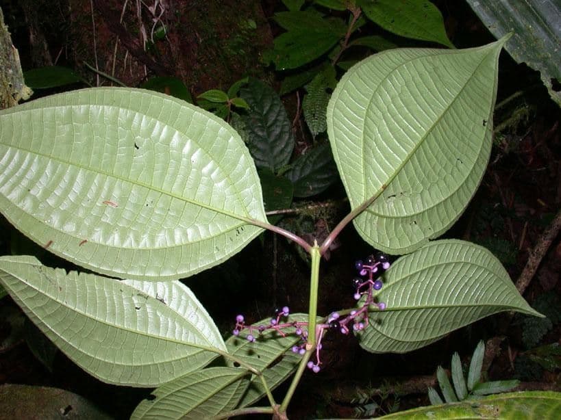 Miconia 13