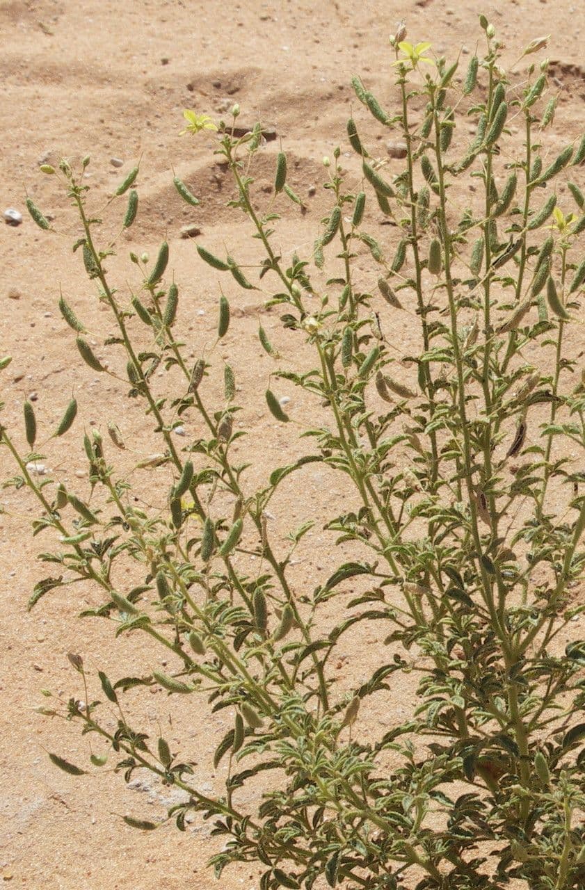 Cleome a frutto corto