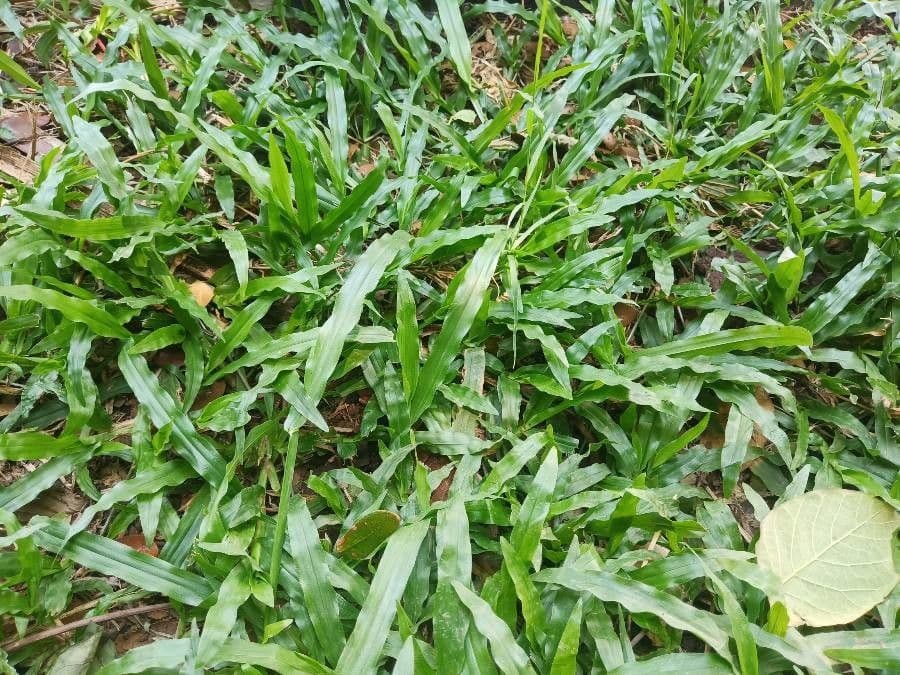 Fransige Paspalum 12