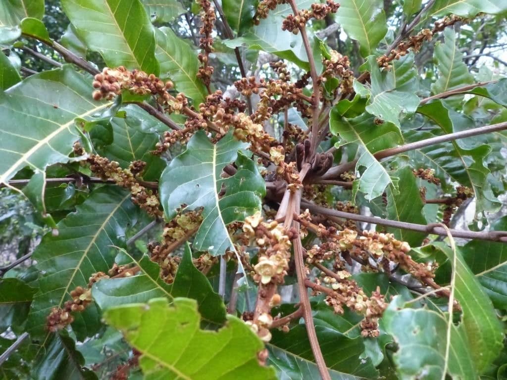 Cupaniopsis 4
