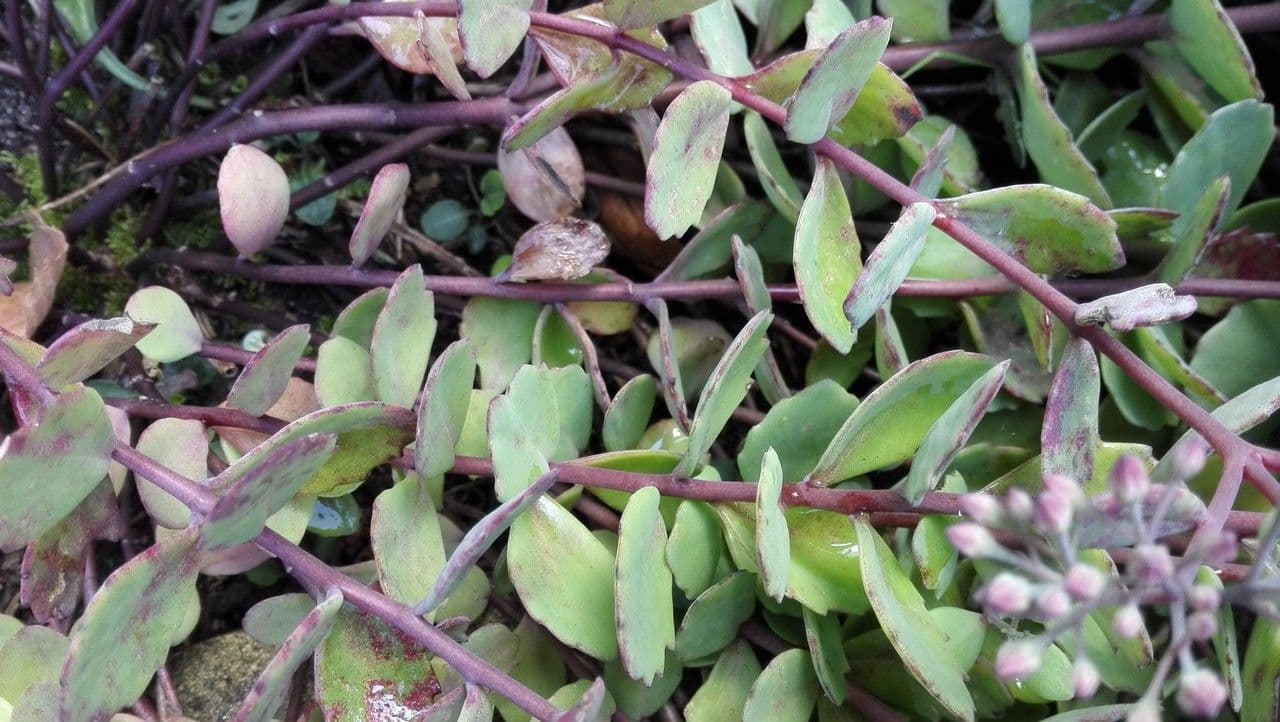 Sedum di Siebold 16