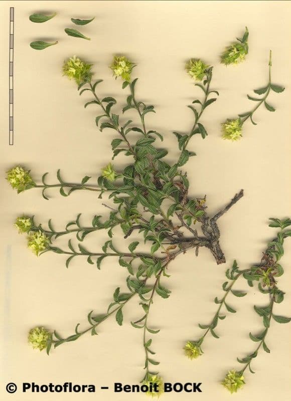 Sideritis hyssopifolia 28