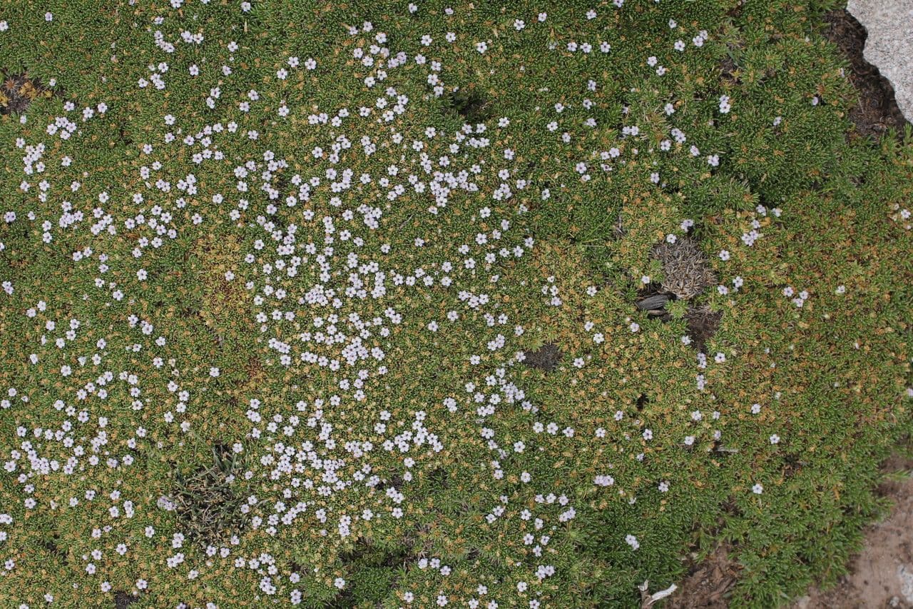 Junellia 9