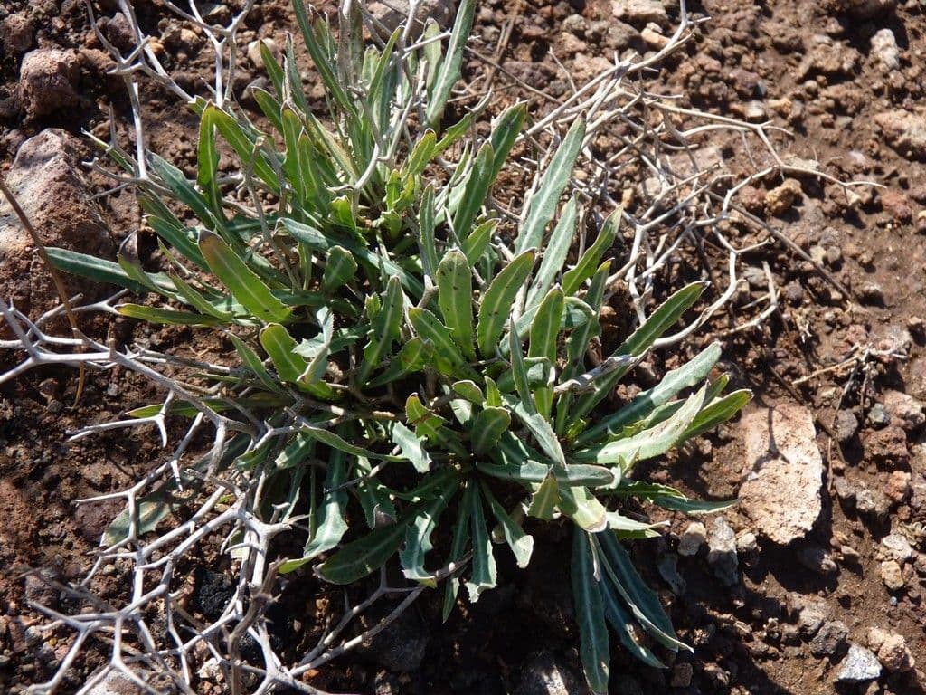 Launaea arborea 12