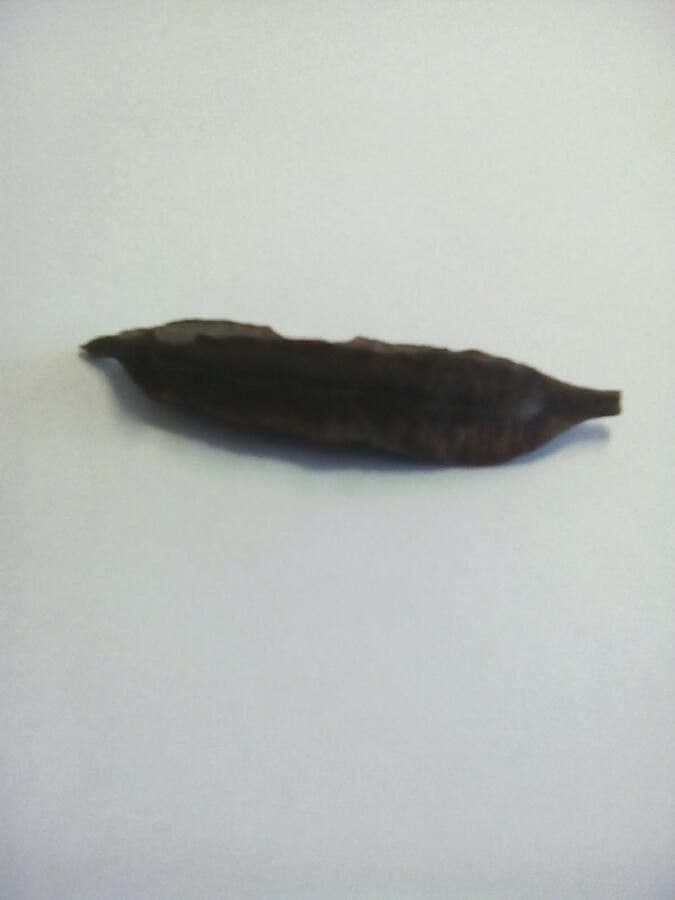 Guacimol 3