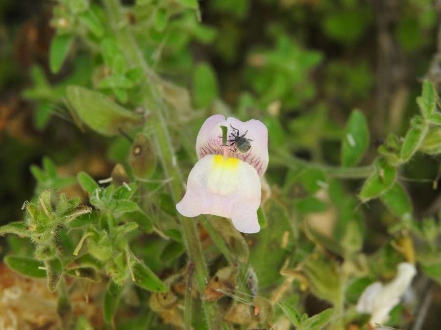 Antirrhinum molle