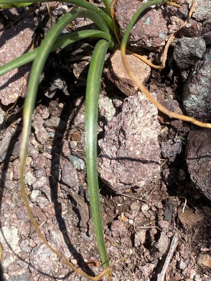 Ornithogalum gussonei 12