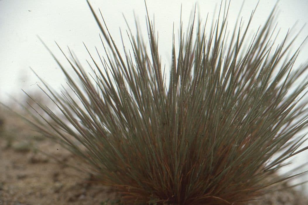 Mazzolina canuta 25