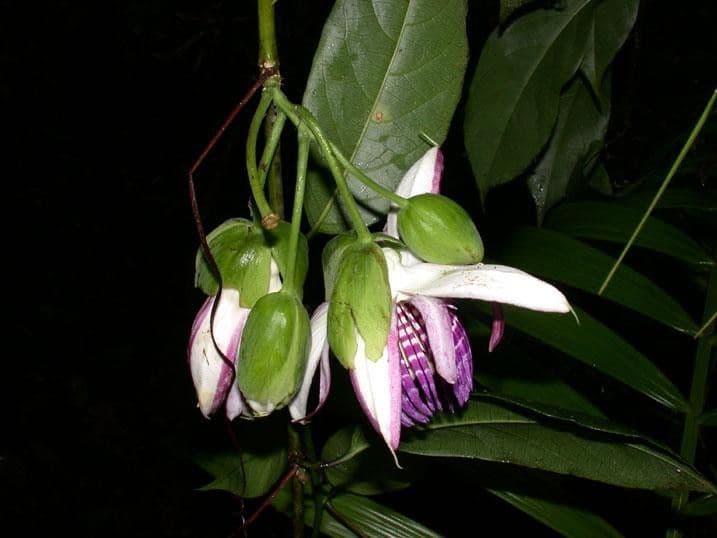 Passiflora ambigua 5