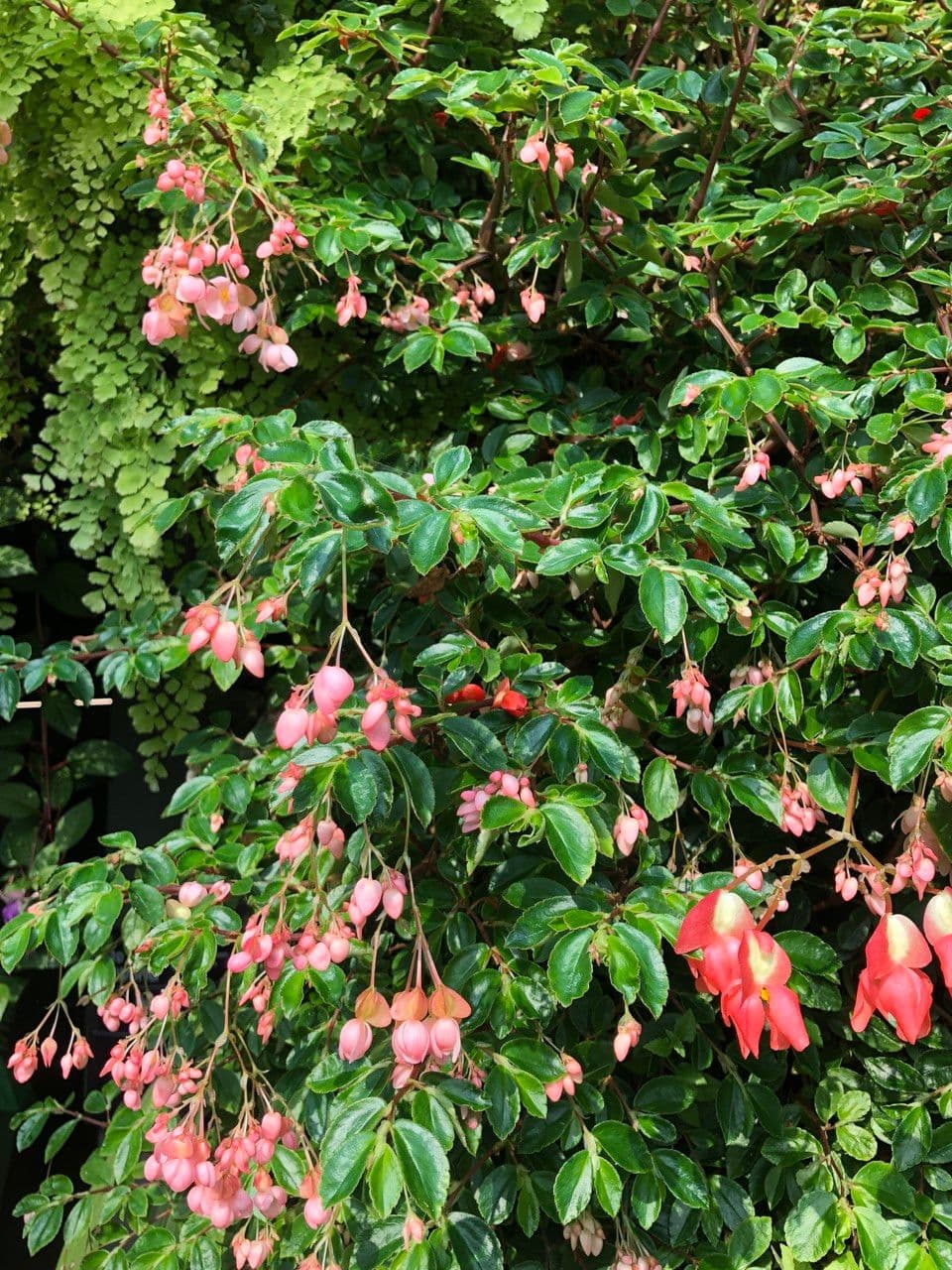 Fuchsienblättrige Begonie 11