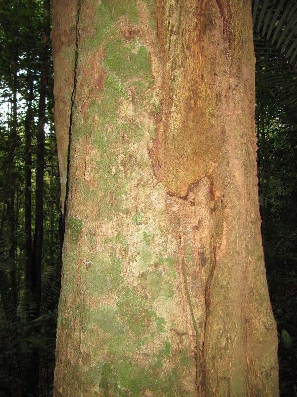 Pouteria 2