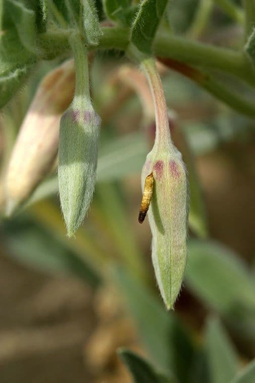 Enagra californiana