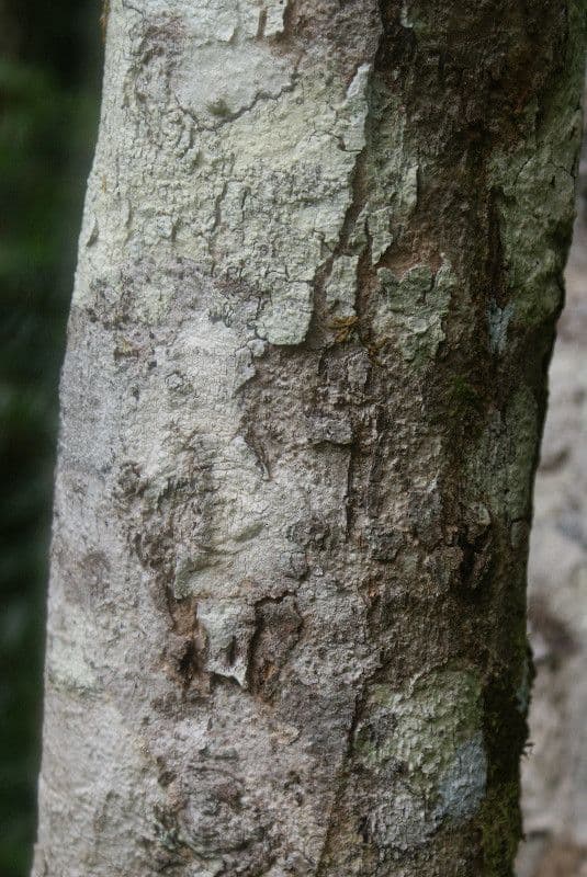 Syzygium 10
