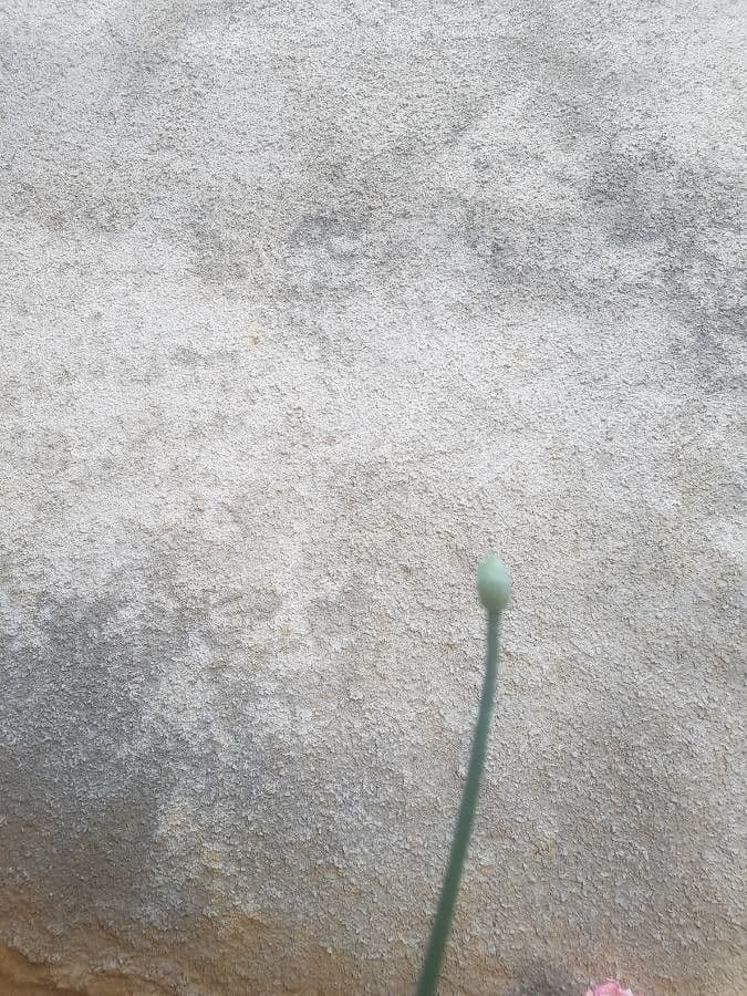 Aglio porro 21
