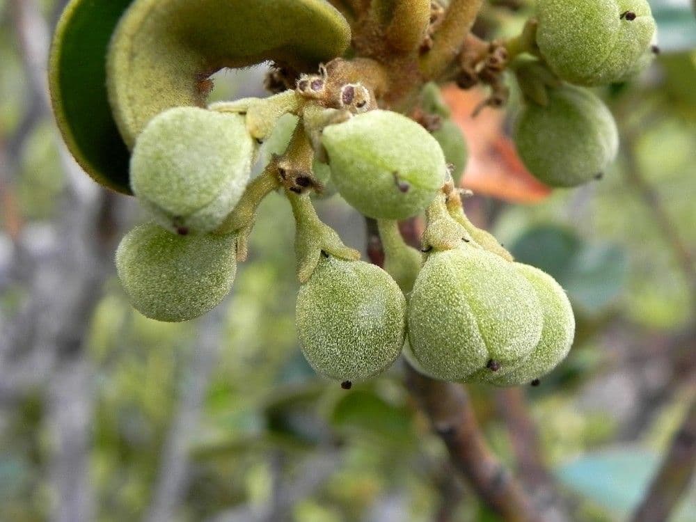 Solmsia calophylla 5