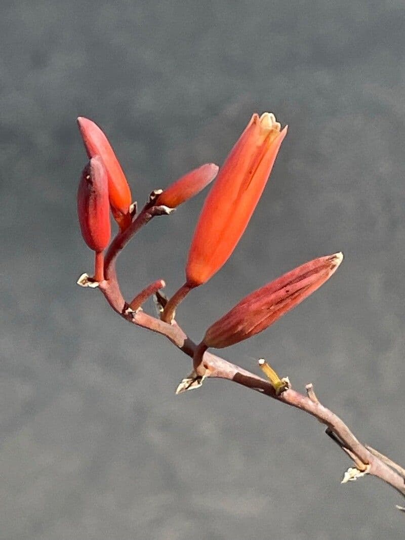 Aloe
