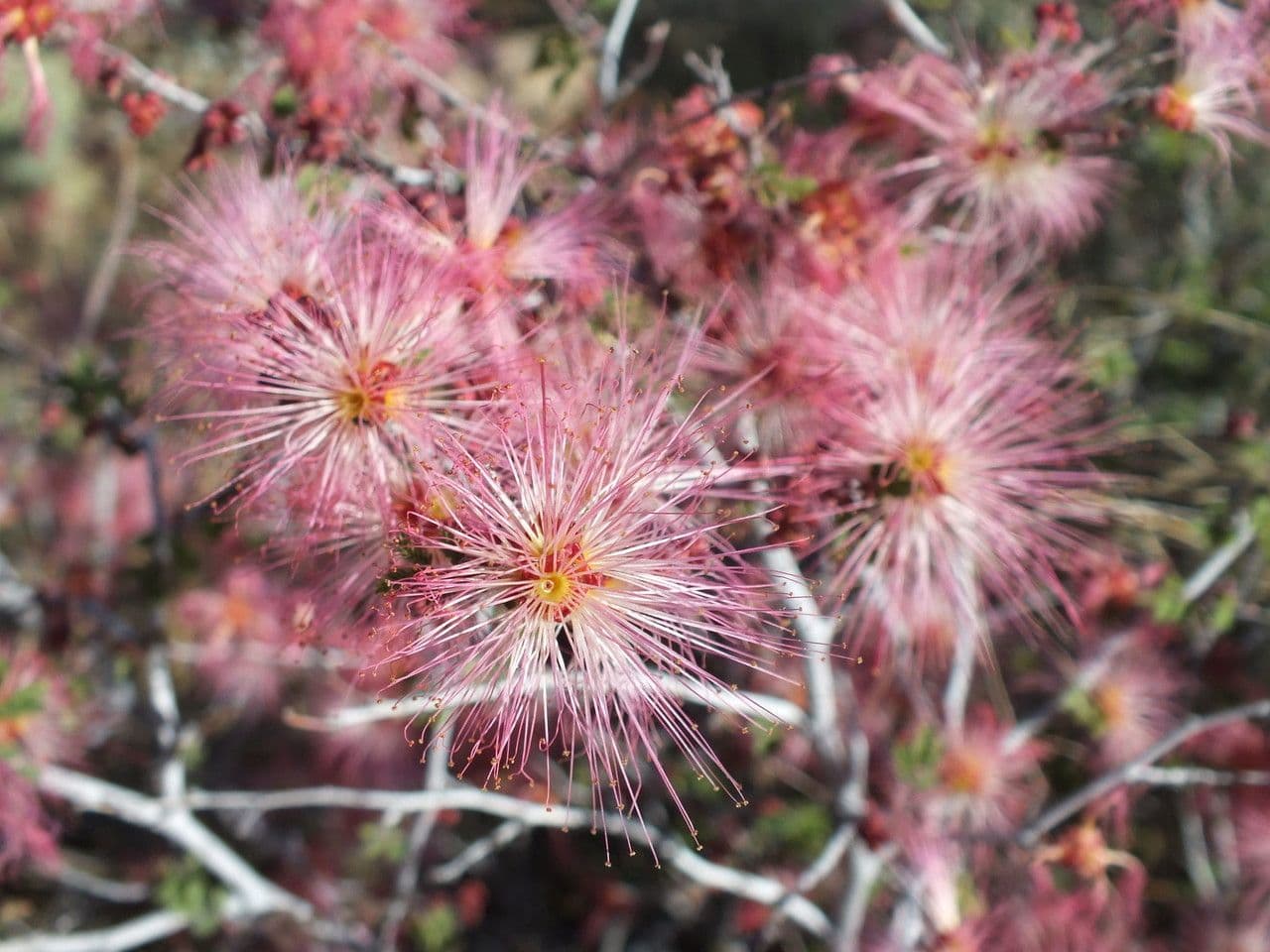 Fairy-duster 6