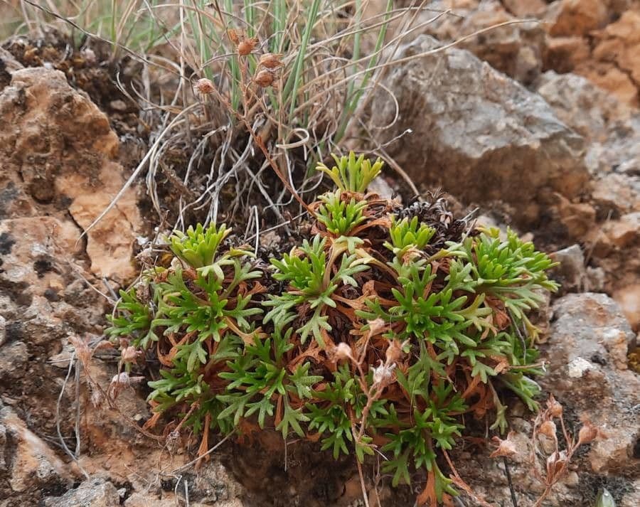 Sassifraga cuneata 6