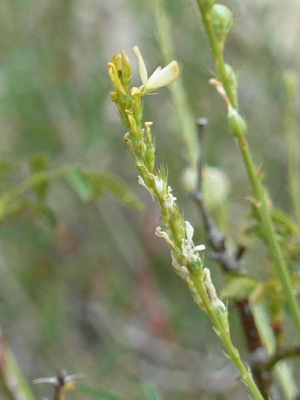 Serradella 6