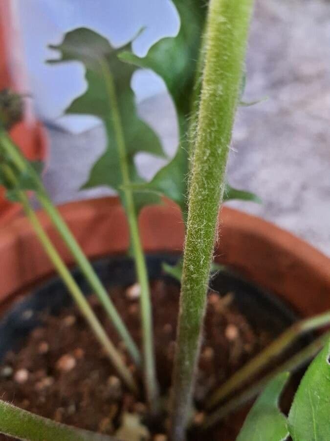 Gerbera Jamesonii 20