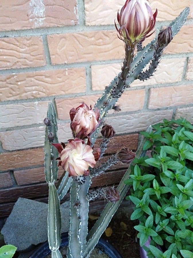 Cereus notturno del deserto 2