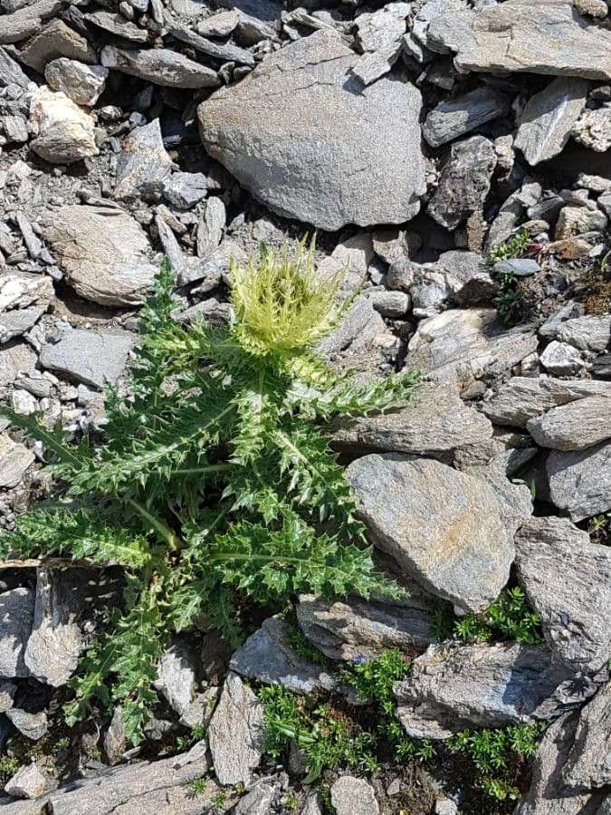 Cardo spinosissimo 18