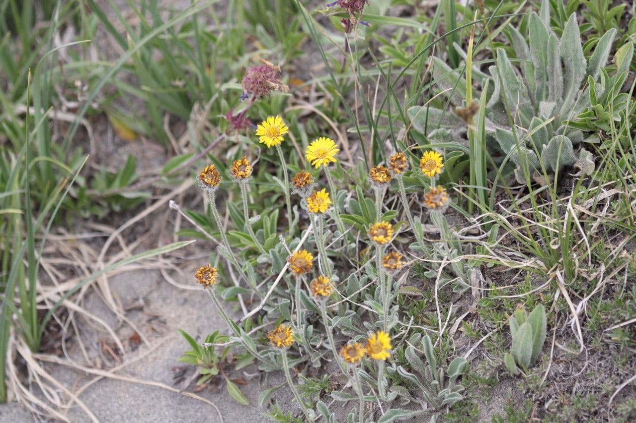 Erigeron dorato 7