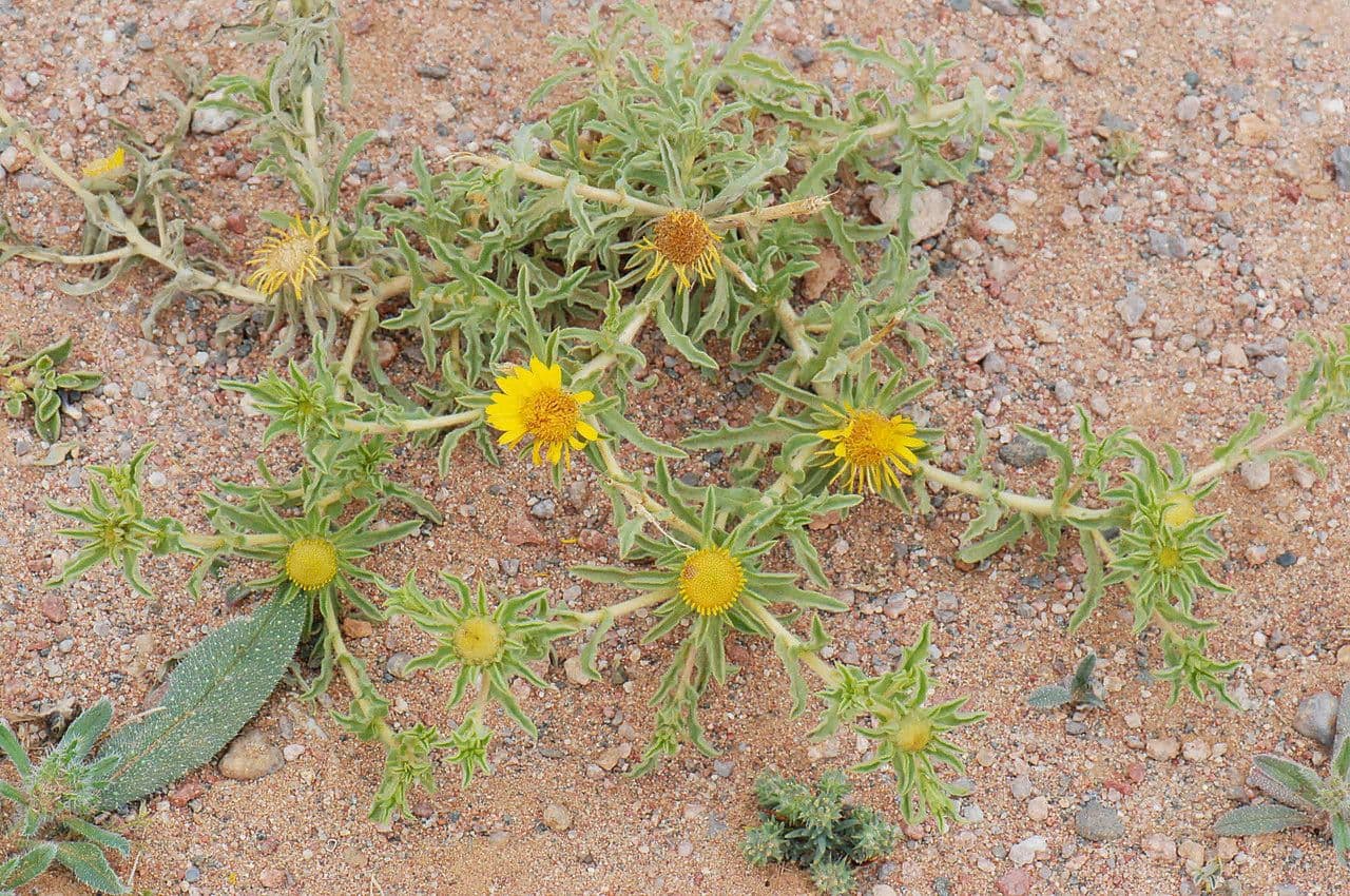 Asteriscus odorant 7
